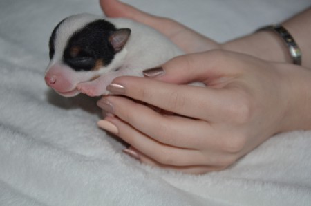 DAISY: ...ihren Namen hat sie vom ersten Gänseblümchen des Frühlings...
